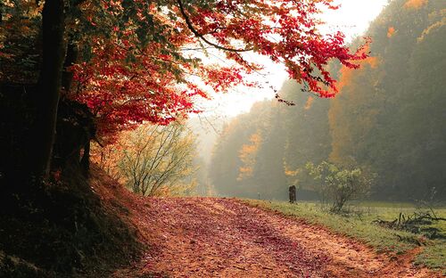 Foto von Valentin S: https://www.pexels.com/de-de/foto/roter-laubbaum-nahe-grunem-gras-589841/
